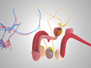 Male Reproductive with Urinary System Model 3D