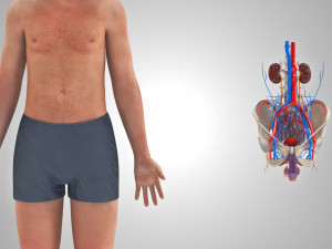 Male Reproductive with Urinary System Model 3D