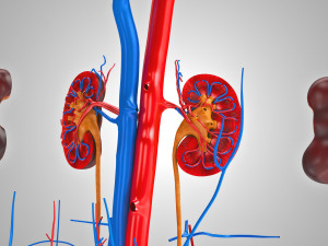 Male Reproductive with Urinary System Model 3D