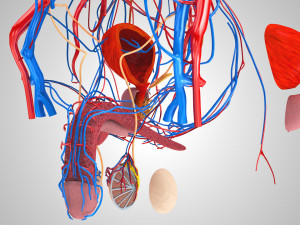 Male Reproductive with Urinary System Model 3D