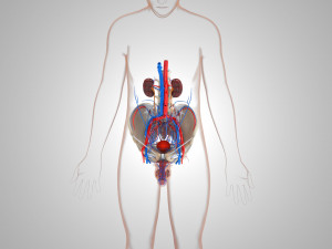 Male Reproductive with Urinary System Model 3D