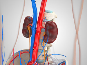Male Reproductive with Urinary System Model 3D