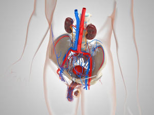 Male Reproductive with Urinary System Model 3D