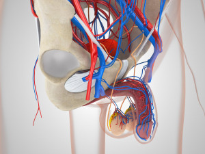 Male Reproductive with Urinary System Model 3D