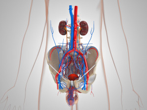 Male Reproductive with Urinary System Model 3D