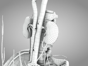 Male Reproductive with Urinary System Model 3D