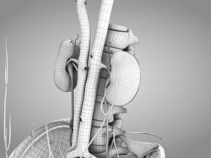 Male Reproductive with Urinary System Model 3D