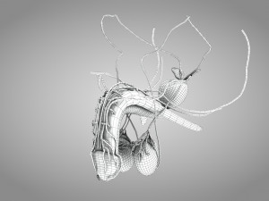 Male Reproductive with Urinary System Model 3D