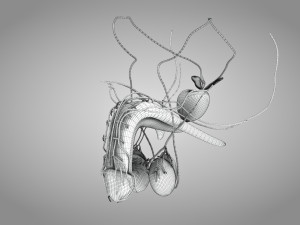 Male Reproductive with Urinary System Model 3D