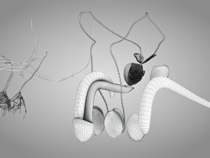 Male Reproductive with Urinary System Model 3D