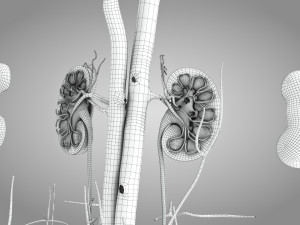 Male Reproductive with Urinary System Model 3D