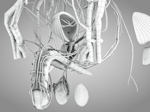 Male Reproductive with Urinary System Model 3D