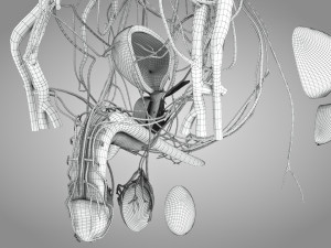 Male Reproductive with Urinary System Model 3D