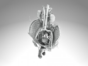 Male Reproductive with Urinary System Model 3D