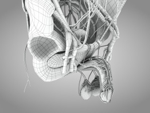Male Reproductive with Urinary System Model 3D