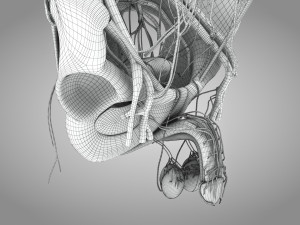 Male Reproductive with Urinary System Model 3D