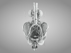 Male Reproductive with Urinary System Model 3D