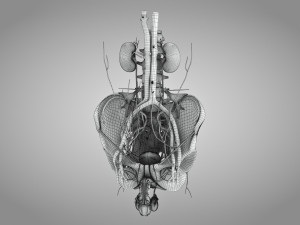 Male Reproductive with Urinary System Model 3D