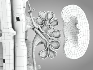 Male Reproductive with Urinary System Model 3D