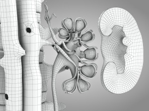 Male Reproductive with Urinary System Model 3D