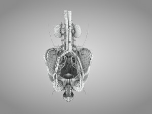 Male Reproductive with Urinary System Model 3D
