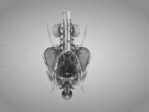 Male Reproductive with Urinary System Model 3D