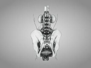 Male Reproductive with Urinary System Model 3D