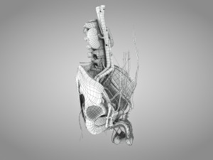 Male Reproductive with Urinary System Model 3D
