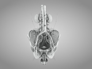 Male Reproductive with Urinary System Model 3D