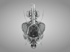 Male Reproductive with Urinary System Model 3D