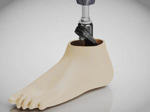 Unterhalb des Knies 2 3D Modell