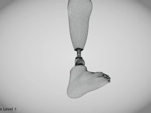 Unterhalb des Knies 2 3D Modell