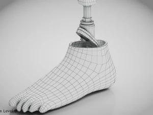 Unterhalb des Knies 2 3D Modell