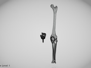Knee Replacement Implant 3D 模型