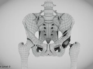 Pelvic Replacement Implant 3D Model