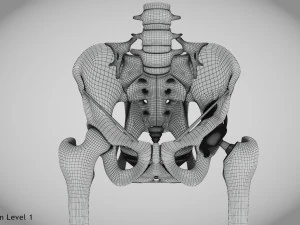 Pelvic Replacement Implant 3D Model