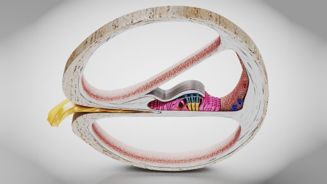 Cochlea cross section Model 3D .c4d .max .obj .3ds .fbx .stl .blend 