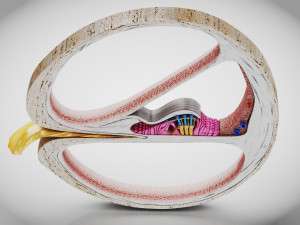 Cochlea cross section Modello 3D