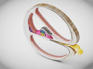 Sezione trasversale della coclea Modello 3D