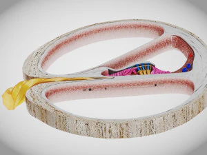 Sezione trasversale della coclea Modello 3D