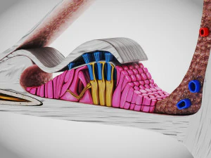 Sezione trasversale della coclea Modello 3D