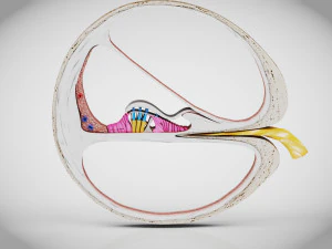 Sezione trasversale della coclea Modello 3D