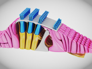 Cochlea cross section Model 3D