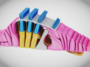 Sezione trasversale della coclea Modello 3D