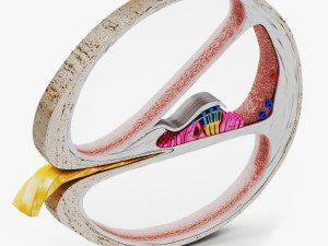 Sezione trasversale della coclea Modello 3D