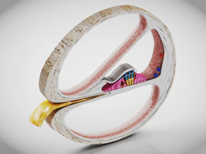 Sezione trasversale della coclea Modello 3D