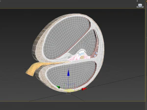 Sezione trasversale della coclea Modello 3D