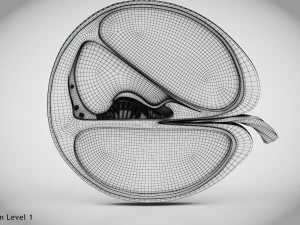 Sezione trasversale della coclea Modello 3D