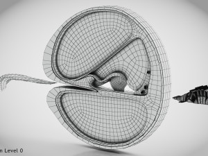 Cochlea cross section Model 3D