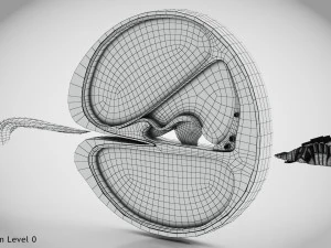 Sezione trasversale della coclea Modello 3D